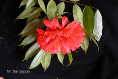 Brownea grandiceps